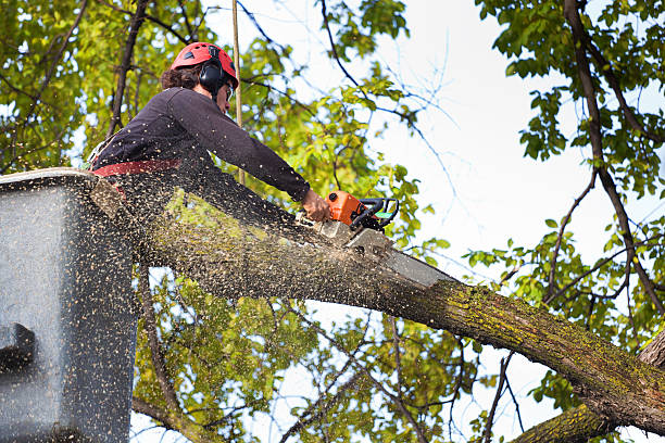 Best Arborist Services Near Me  in USA